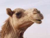 Dromedario Dubai, Dromedario