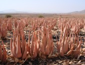 Fuerteventura, aloevera