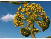 Bari, ferula