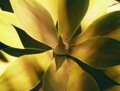 Tenerife, Vegetazione