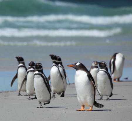 I pinguini delle Isole Falkland