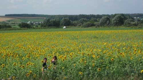 Girasoli in Siberia
