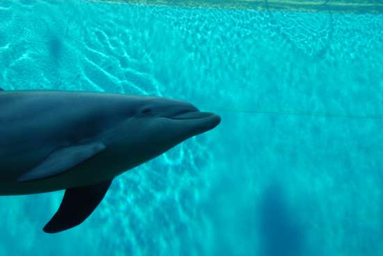 Acquario