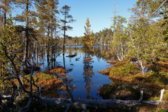 Femundsmarka