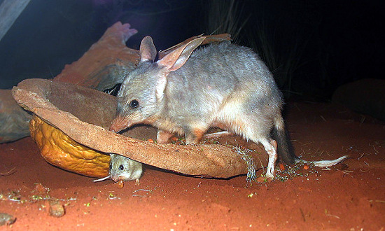Bilby australiano