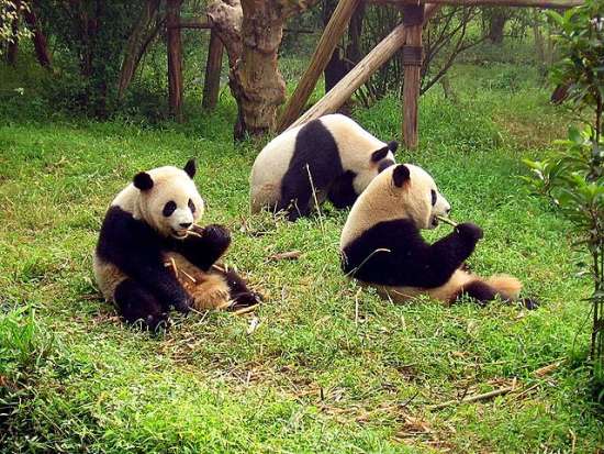 I panda giganti di Chengdu