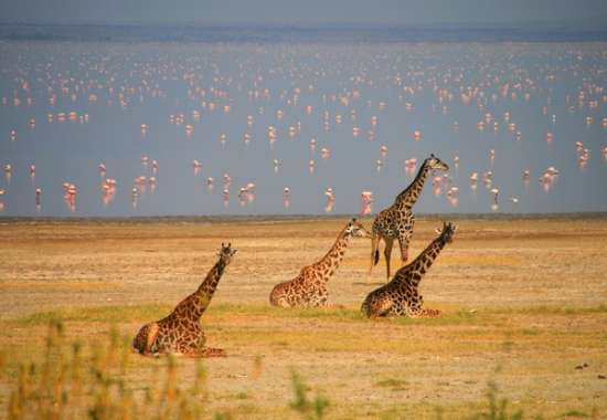 Parco Nazionale de lago Manyara