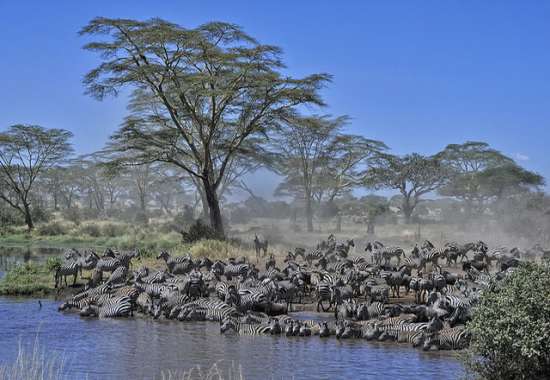 Parco Nazionale del Serengeti