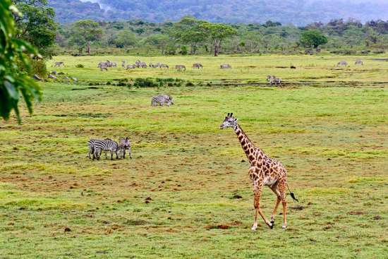 Parco Nazionale di Arusha