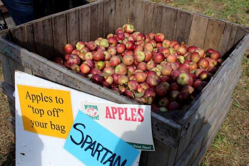Raccoglitore di frutta