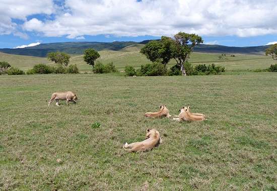 Riserva Naturale di Ngorongoro