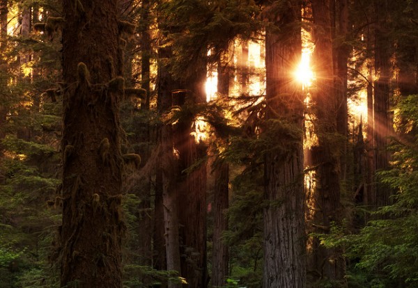 redwood-state-parks