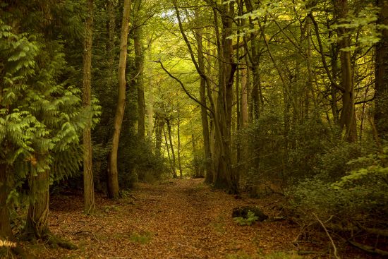 Foresta di Dean