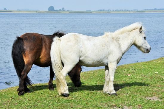 Pony delle Shetland
