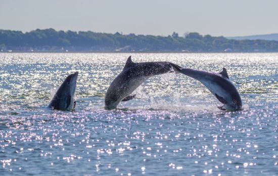 Delfini al largo del Mar del Nord