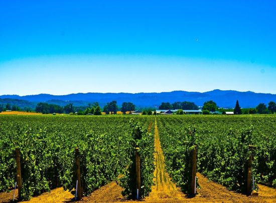 Sonoma County (California, USA)