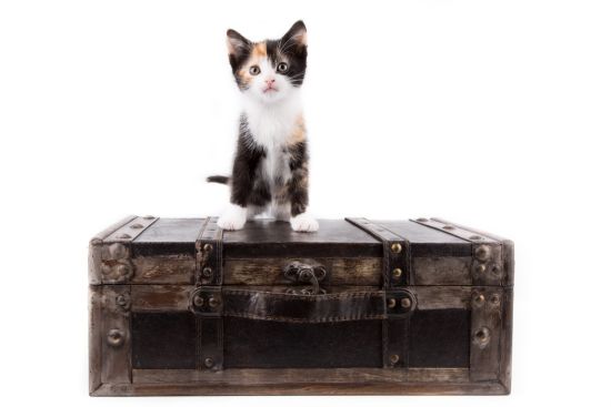 cat-in-suitcase