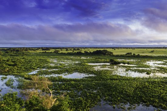 Pantanal,_Mato_Grosso,_Brasil