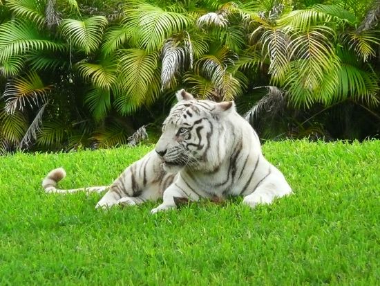 Miami MetroZoo