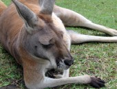 Canguro Voli low cost Australia