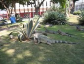 Iguana Guayaquil, Iguana