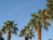 Palme Egitto, Palme