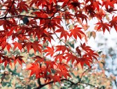 Autunno Voli low cost Giappone