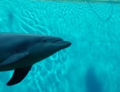 Acquario Voli low cost Genova