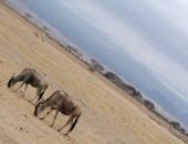 Kenya, Safari