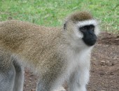 Kenya, Scimmia