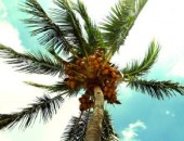 Miami, Palma Miami, Palma