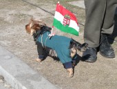 Bandiera Ungheria, Bandiera