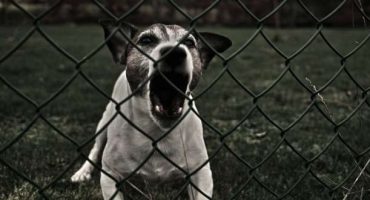 In vacanza con fido: idee e suggerimenti