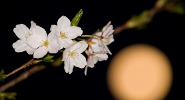Osaka: un viaggio tra delizie e incanti