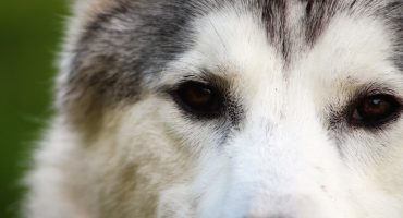 Contro l’abbandono: tutelare fido in viaggio