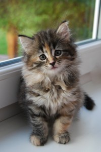 cucciolo