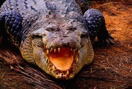 Il coccodrillo scappa e l’aereo si schianta