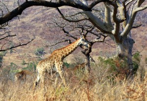 La salvaguardia delle giraffe, quale spunto per una forma di turismo sostenibile