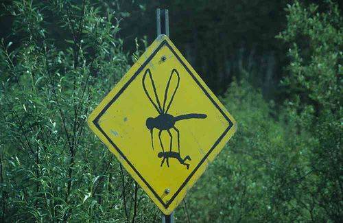 Attenzione: possibile sequestro di umani per mano di zanzare