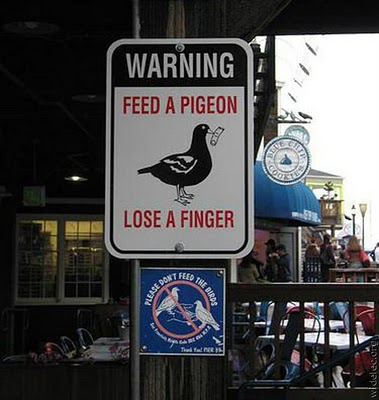 Dai da mangiare ad un piccione e perderai un dito
