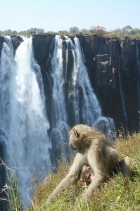 La fauna delle cascate africane La fauna delle cascate africane