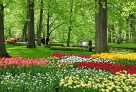 Amsterdam low cost con Alitalia