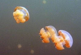 Vacanza balneare? Alcune creature possono renderla unica…