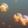 meduse