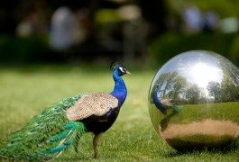 Cinque zoo da visitare