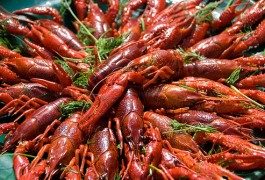 La costa occidentale della Svezia su un vassoio… di frutti di mare