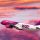Cieli rosa con wizzair!