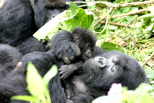 Gorilla