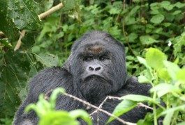 Visita il Parco Nazionale dei Vulcani in Ruanda!