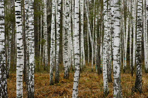 Siberia selvaggia